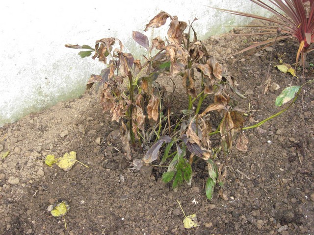 Photo 1563.jpg
