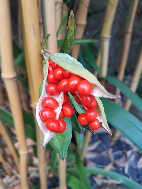 Jardin 02102016 (2).jpg