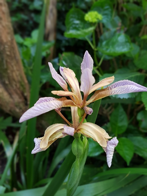 Jardin 06062016 (21).jpg