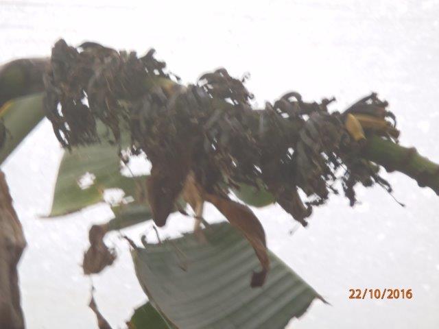 PA220002.jpg