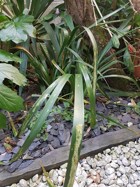 Jardin 02102016 (4).jpg