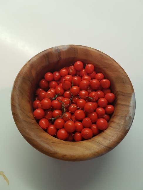 Graines iris foetidissima.jpg