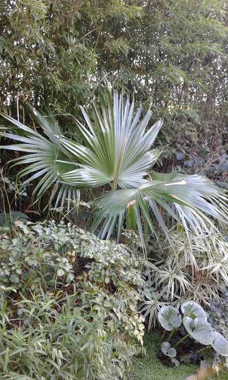 livistona chinensis.jpg