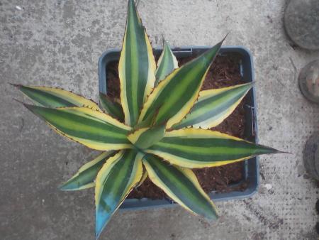 Agave 2