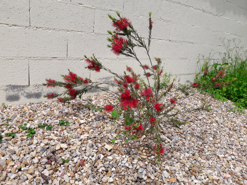 callistemon rigidus