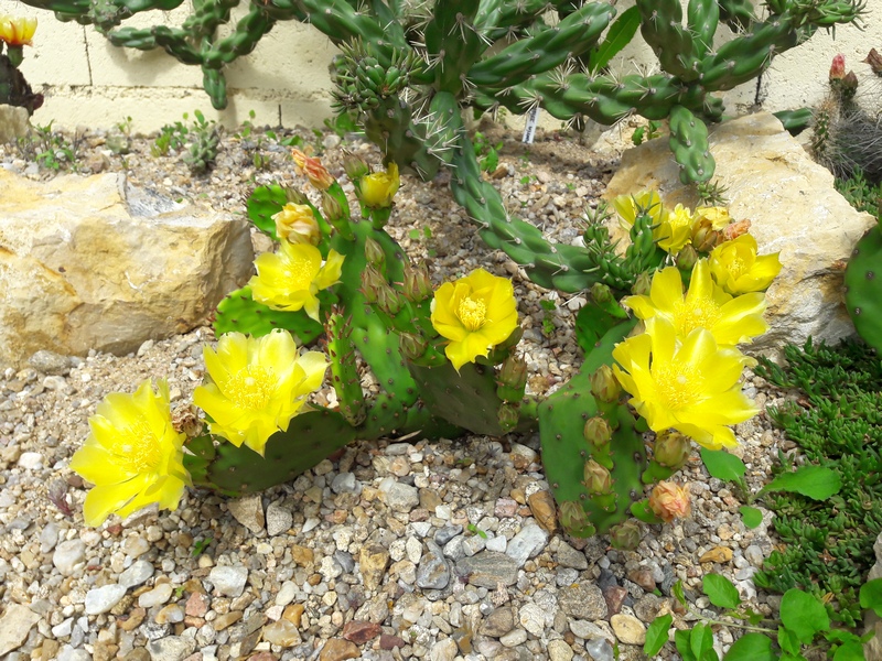 Opuntia humifusa