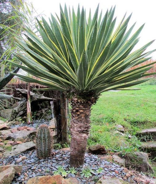 yucca aloifolia variegata (2) (Copier).JPG