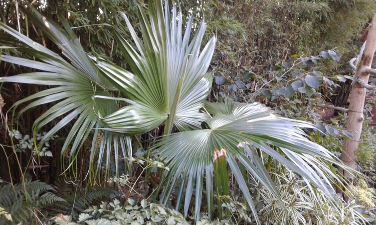 livistona chinensis.jpg