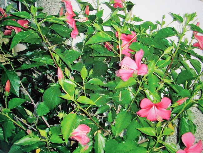 hibiscus rosa sinensis (Copier).JPG