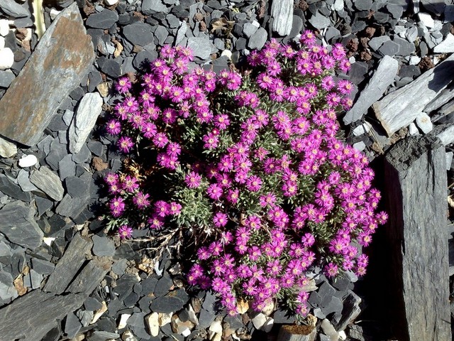 rushia pulvinaris 2011 [800x600] [640x480].jpg