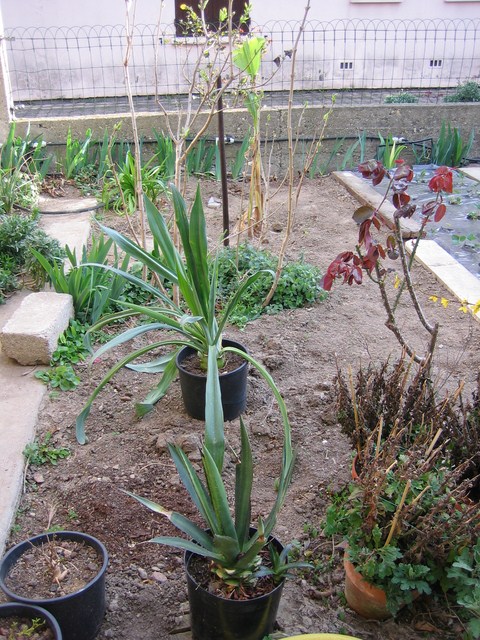 jardin 03.07 001 [680x640].jpg