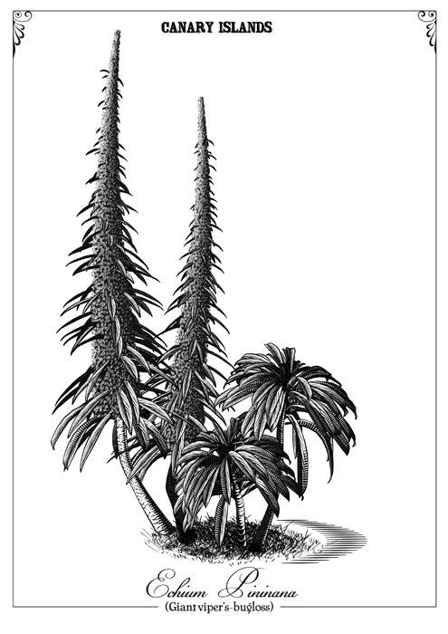 Echium-Pininana-002.jpg