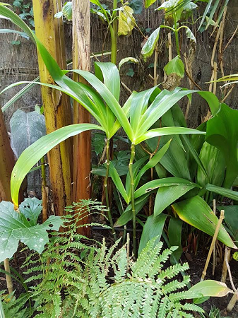 Iris confusa.png