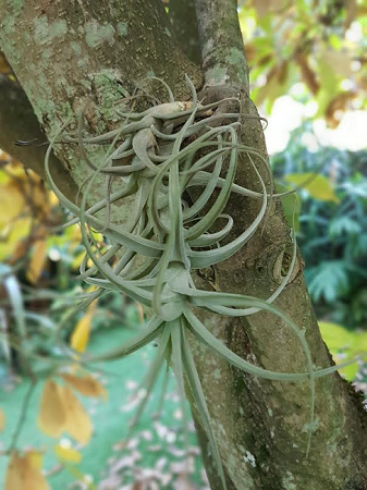 Tillandsia bergeri.png