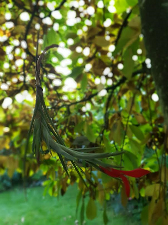 Tillandsia albertiana.png