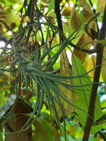 Tillandsia aeranthos.png