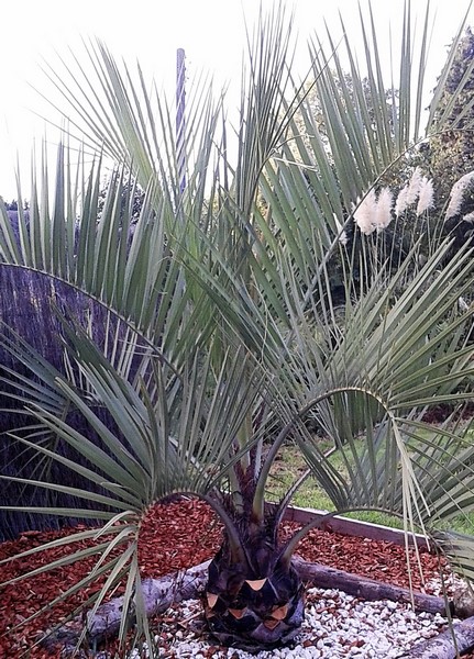 butia odorata 1 (Copier).JPG