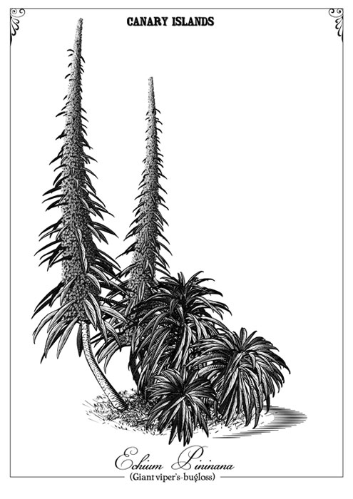 Echium-Pininana-002.jpg