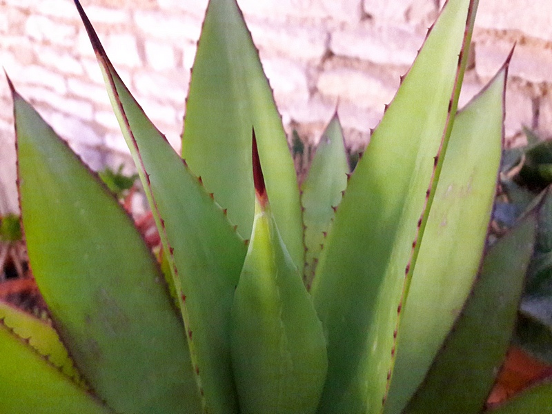 20161107_175006_30725392622_o.jpg