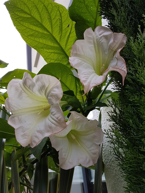 Brugmansia rosea.jpg