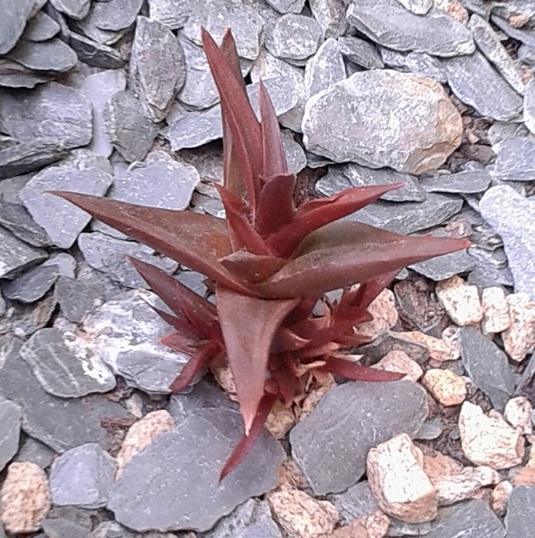 aloe black gem (Copier).JPG