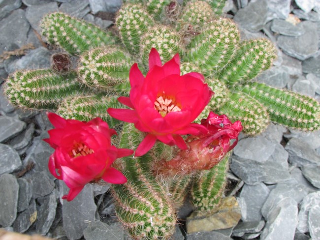 chamacereus sylvestrii (Copier).JPG