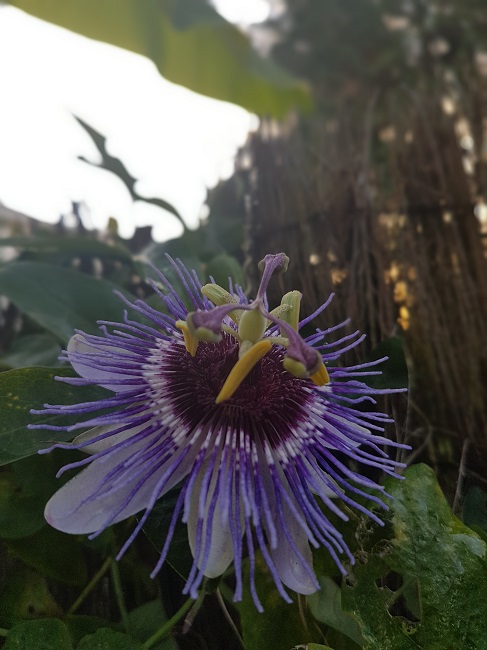 Passiflora Purple Haze 14112016.jpg