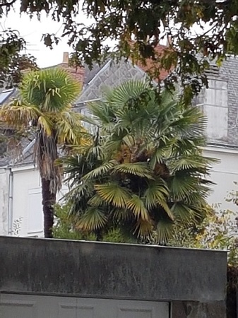 Trachy Nantes Façon feuillu.jpg