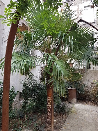 Trachy Nantes Façon naturiste.jpg