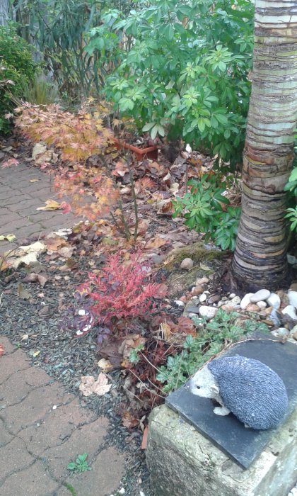 Acer Katsura.