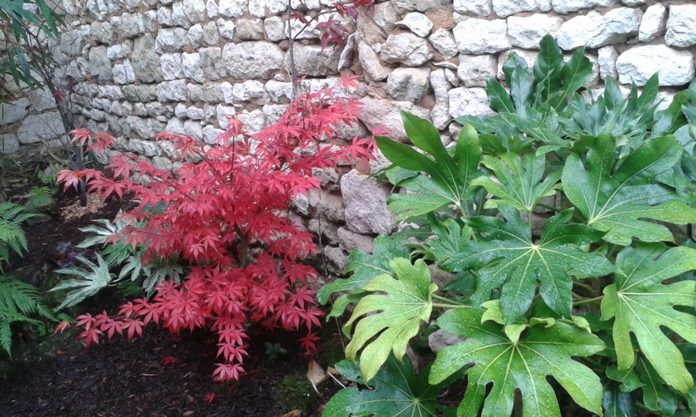 Acer Osakasuki