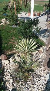 chamaerops + yucca_opt.jpg