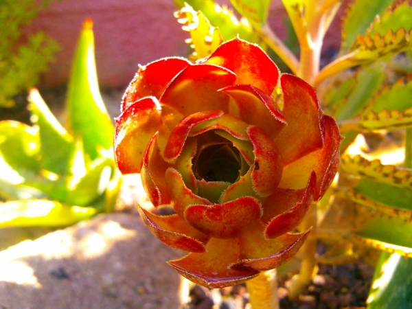 Photo0009 (600x450).jpg