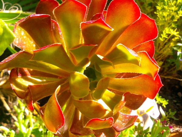 Photo0010 (600x450).jpg
