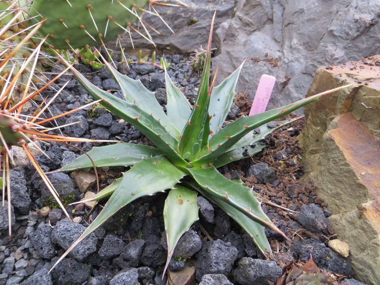 Agave Montana nov 27.2016 low.jpg