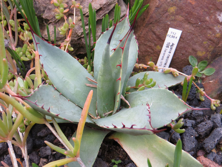 Agave Neomexicana nov 27.2016 low.jpg