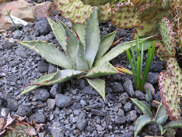 Agave Parryi nov 27.2016 low.jpg