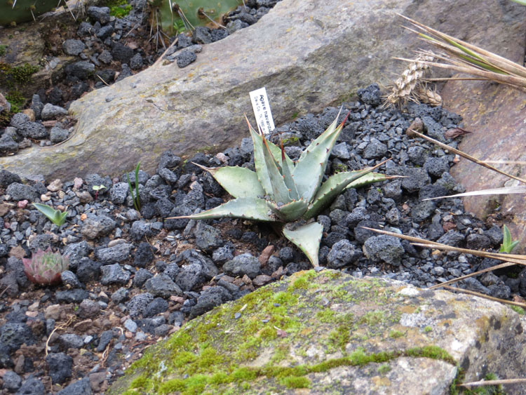 Agave Havardiana 2 Kindel nov 27.2016 low.jpg