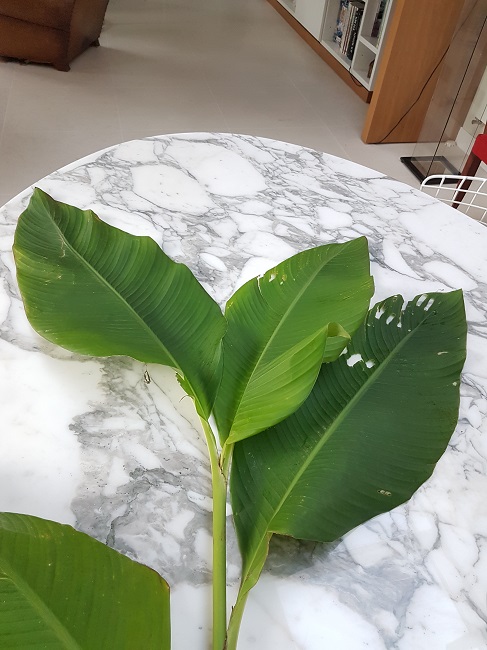 Canna identif  (3).jpg