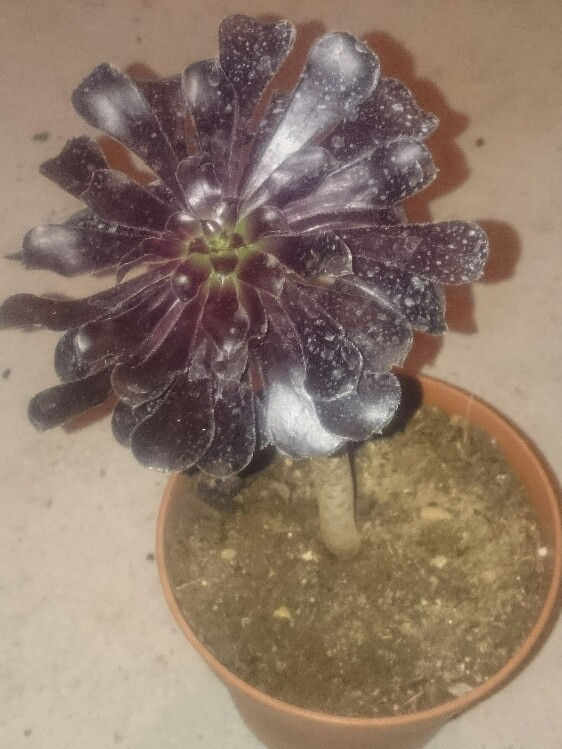 Aeonium arboreum schwarzkopf.jpg
