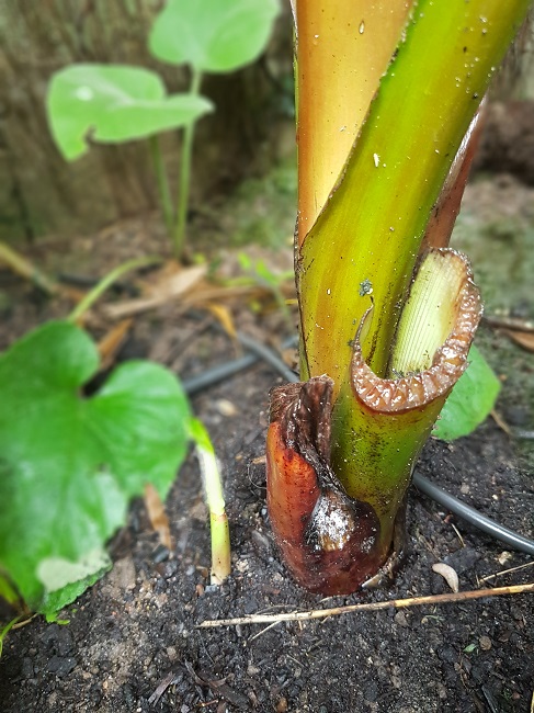 Ensete Maurelii pousse.jpg