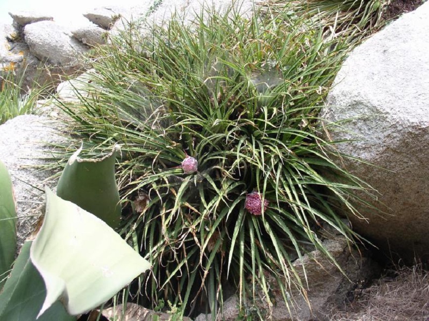 bromeliaceae ochagavia carnea.jpg