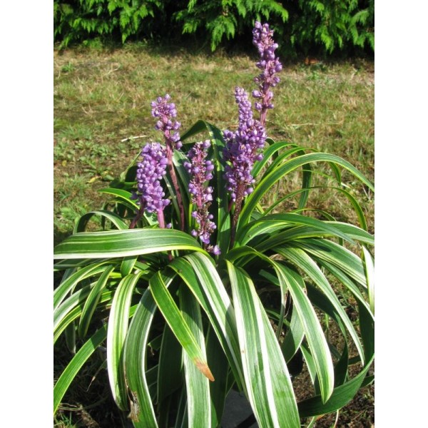 liriope spicata gold banded.jpg