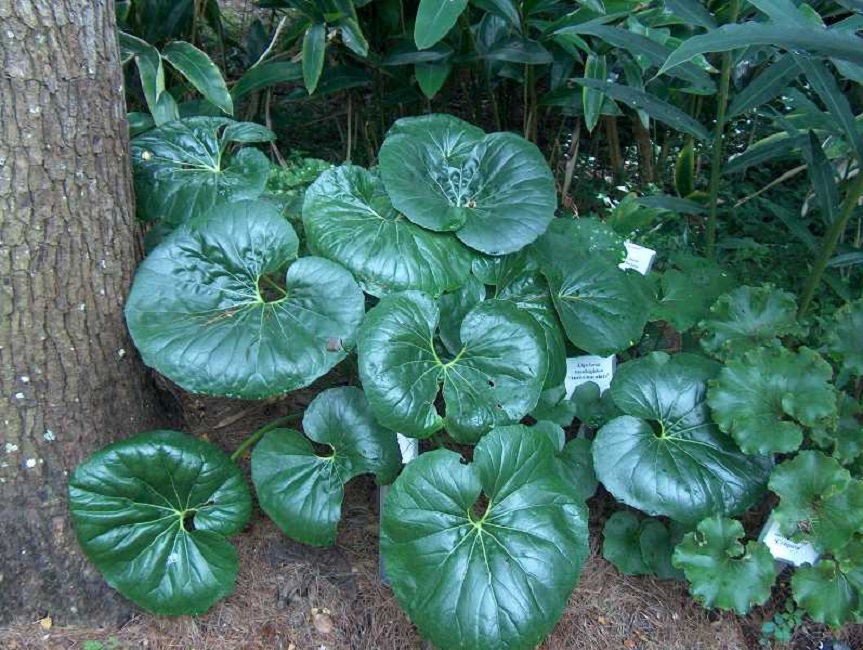 Farfugium japonicum.jpg