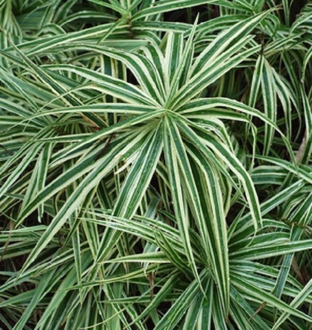 Carex phyllocephala sparkler.jpg