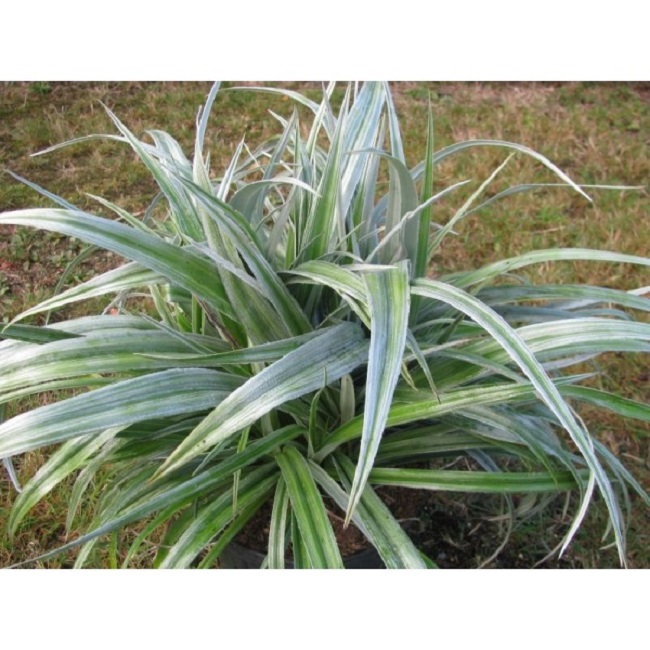 astelia silver shadow.jpg