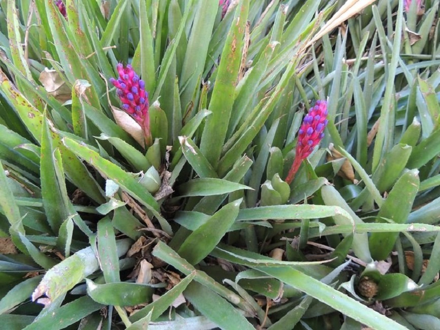 Aechmea blumenavii.jpg