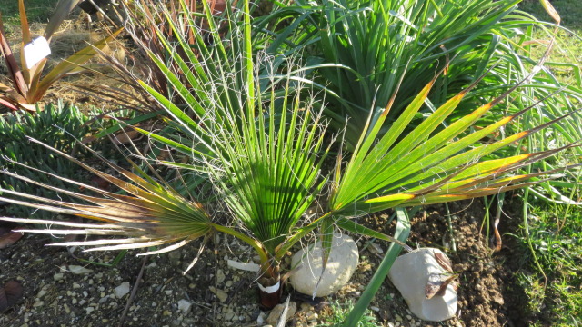 Washingtonia robusta