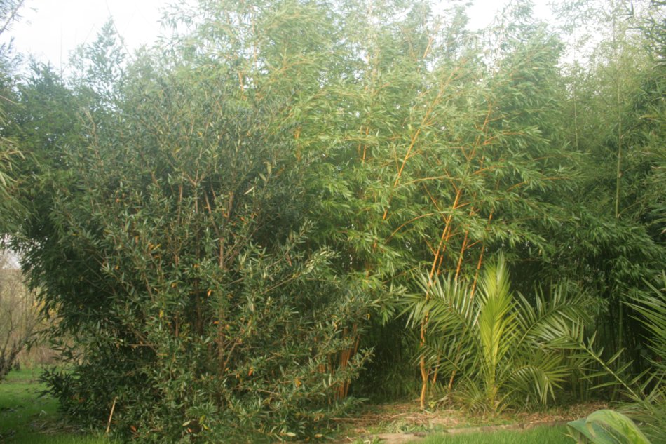 IMG_7478.JPG