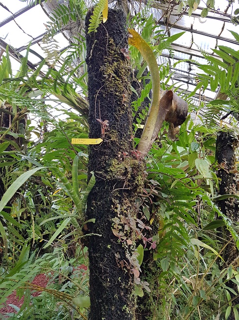 Epiphytes serres Nantes  (2).jpg